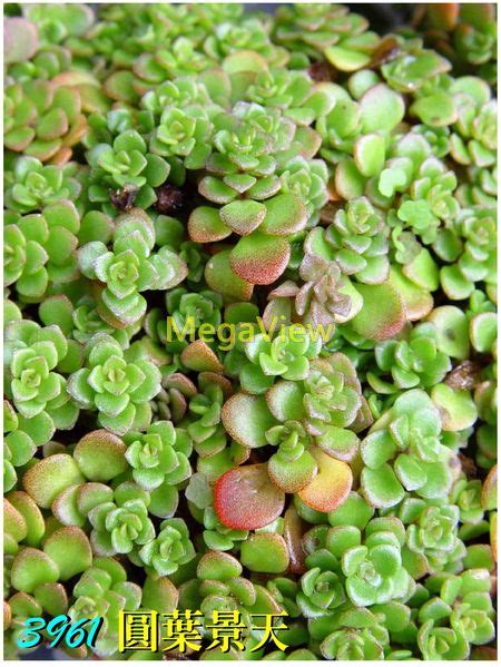 圓葉萬年草|ufeff丸葉萬年草、圓葉景天、黃金丸葉萬年草 Sedum makinoi 『ogon’